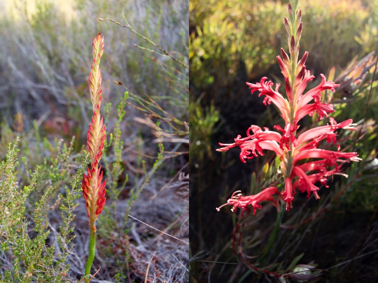 Rietpypie Diptych, 3 December 2018. Copyright 2018 Forgotten Fields. All rights reserved.