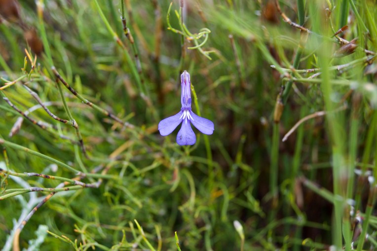 Lobelia chamaepitys, 7 December 2018. Copyright 2018 Forgotten Fields. All rights reserved.