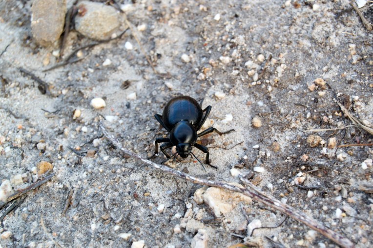 Toktokkie, 3 December 2018. Copyright 2018 Forgotten Fields. All rights reserved.