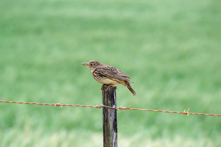 Cape Clapper Lark, 20 September 2020. Copyright 2020 Forgotten Fields. All rights reserved.