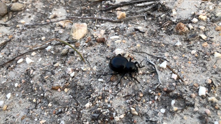 Toktokkie, 3 December 2018. Copyright 2018 Forgotten Fields. All rights reserved.