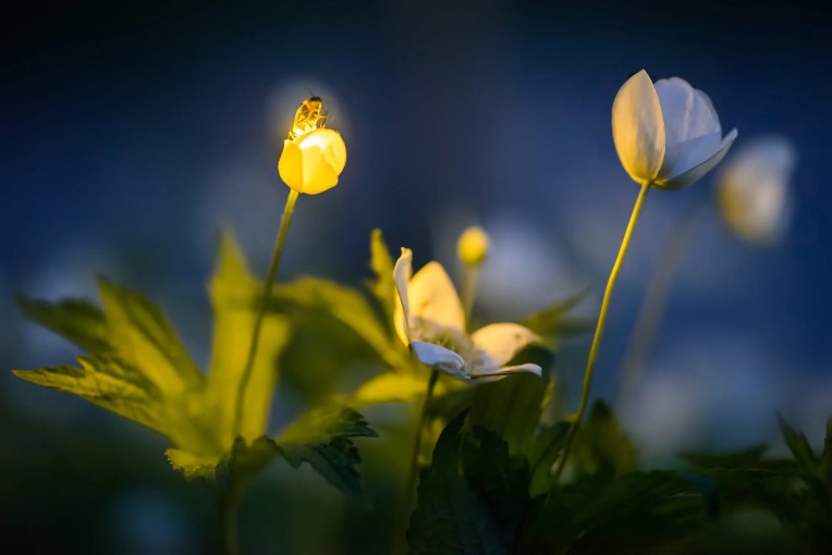 ‘A Flash of Hope’ by Radim Schreiber. Copyright Radim Schreiber. All rights reserved. Used with permission.